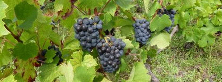 Cheese-Wine-Grapes-and-Bread.jpg